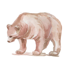 Animals forest bear wolf fox owl birds elk bison trees oak pine spruce mushrooms fauna flora plants watercolor illustration hand drawn set large on white background nature wild Europe Asia