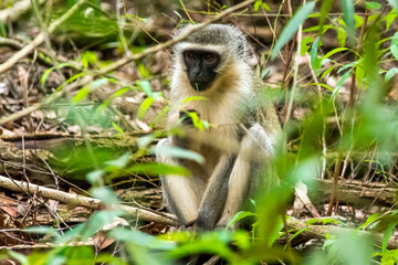 Ververt monkey in the Mlilwane Wildlife refuge, a game reserve in Swaziland - 576245181