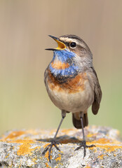 Bluethroat, Luscinia svecica. The male sings, close-up of the bird
