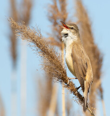 Great reed warbler, Acrocephalus arundinaceus. A bird sits on top of a reed on the river bank