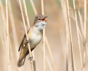 Great reed warbler, Acrocephalus arundinaceus. A bird sings on a reed stalk by the river