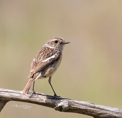 European stonechat, Saxicola rubicola, Saxicola torquata. The female is sitting on a branch