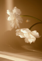 Dreamy brown background with white flowers, aesthetic minimalist still life