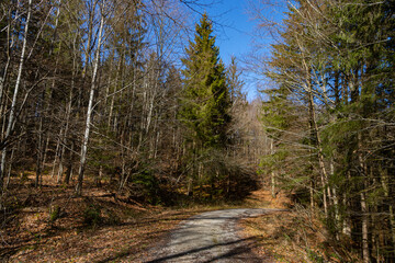 Fototapeta premium Forest path in winter on a sunny day