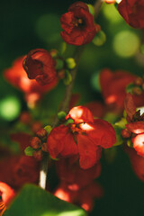 beautiful red flowers of a tree on a green background, macro, noise and dust in the photo