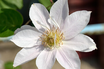 Closeup bright white flowers of Clematis creeper plant.
