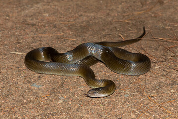 Olive Snake (Lycodonomorphus inornatus)