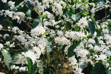 coffee blossoms at the coffee plant in the garden