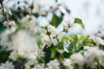 coffee blossoms at the coffee plant in the garden