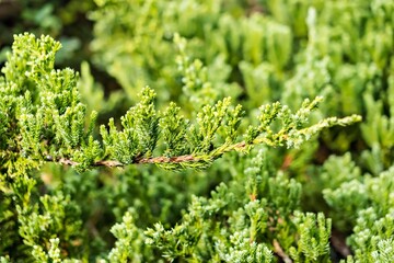Leaves green background.