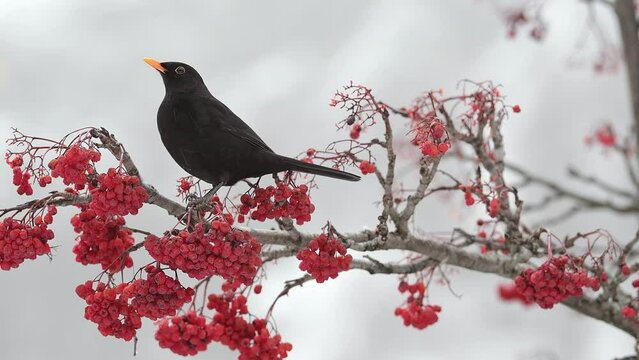 Blackbird eats rowan berries and flies away (Turdus merula)