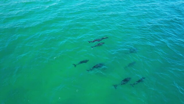 Aerial view of baby whales swimming in turquoise sea water, Baja California Sur, Mexico