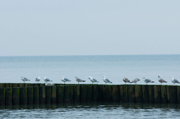 Baltic Sea, winter baltic sea, sea in poland,  waves, storm, seagulls, poland, seagull,