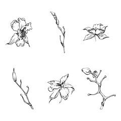 Hand drawn vector ink orchid flowers and branches, monochrome, detailed outline. Single flowers, leaves, stems. Isolated on white background. Design for wall art, wedding, print, tattoo, cover, card.