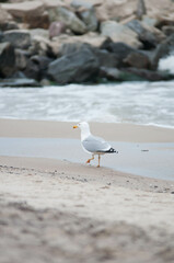 Baltic Sea, winter baltic sea, sea in poland,  waves, storm, seagulls, poland