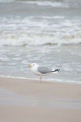 Baltic Sea, winter baltic sea, sea in poland,  waves, storm, seagulls, poland