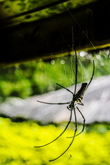 Close up view of Gold-black orb spider (Nephilia pilipes) waiting for prey under the wooden house roof