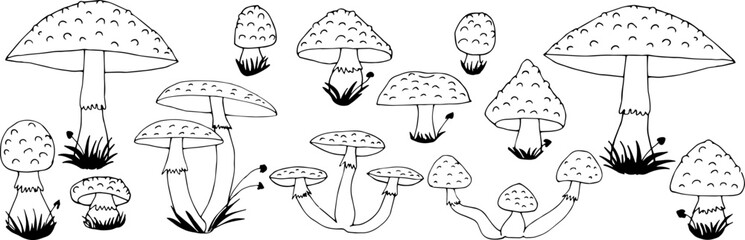 Fly agaric set coloring book. Forest poisonous mushrooms.
