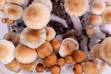 Psilocybin magic mushrooms.