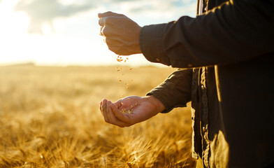 Wheat harvest time! Farmers hands holding a handful of wheat in a wheat field. Harvesting. Agro...