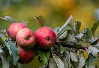 apples on a branch