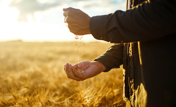 Wheat harvest time! Farmers hands holding a handful of wheat in a wheat field. Harvesting. Agro business.