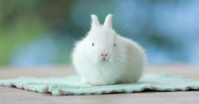 Baby bunny sitting on cloth and looking around with curious