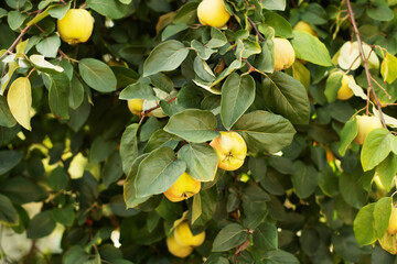 Ripe yellow quince fruit grows on a quince tree with green foliage in summer eco garden. Large fruits quince on tree are ready to harvest. Organic apples hanging on a tree branch in an apple orchard.