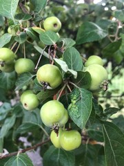 fruto verde de árbol