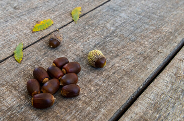 acorns on wooden background