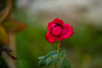 single red rose