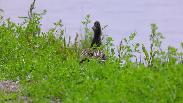 Slow Motion Shot Of Mallard Duck Walking Amidst Green Plants - Arvada, Colorado