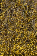Yellow blossoms of broom hanging down a wall for background, also called Ginster, Brambusch or Genista