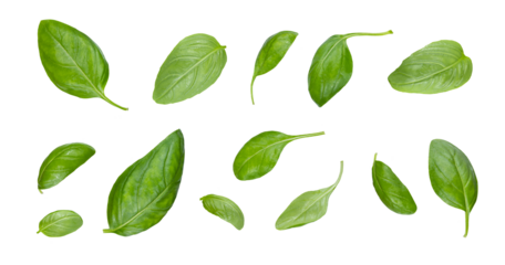 Green basil leaves with Clipping paths, full depth of field. Fresh red basil herb leaves isolated on white background. Purple Dark Opal Basil. Focus stacking. PNG