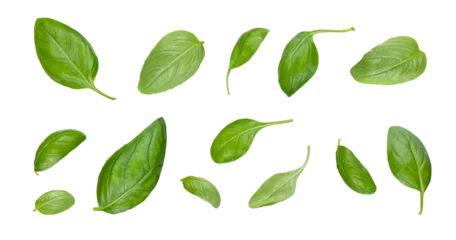 Dekokissen Green basil leaves with Clipping paths, full depth of field. Fresh red basil herb leaves isolated on white background. Purple Dark Opal Basil. Focus stacking. PNG © uv_group