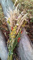 Obraz premium flowers in the forest