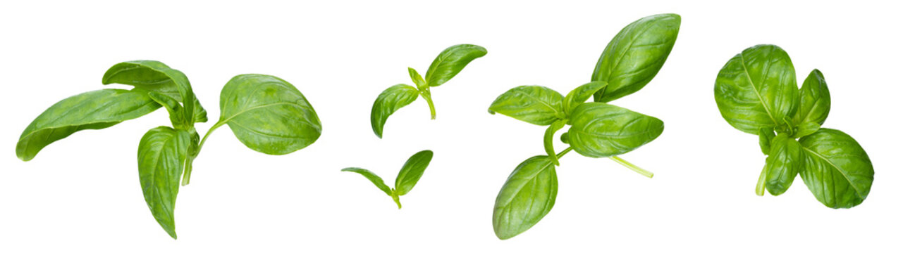 Green basil leaves with Clipping paths, full depth of field. Fresh red basil herb leaves isolated on white background. Purple Dark Opal Basil. Focus stacking. PNG
