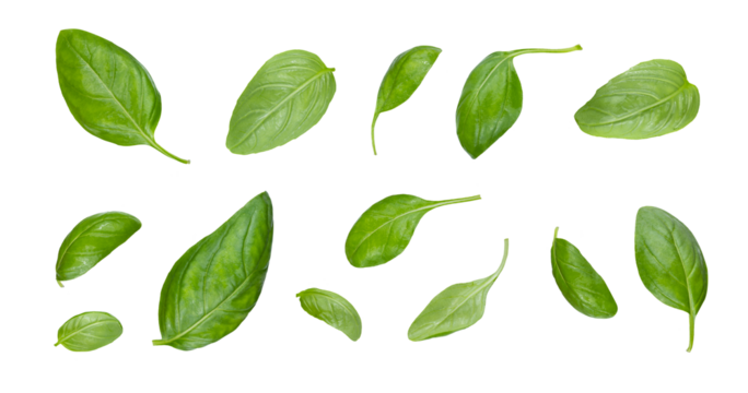 Green basil leaves with Clipping paths, full depth of field. Fresh red basil herb leaves isolated on white background. Purple Dark Opal Basil. Focus stacking. PNG