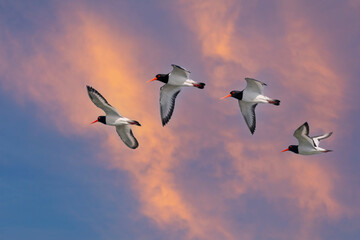 water bird in the air, Eurasian Oystercatcher, Haematopus ostralegus