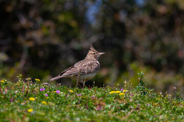 bird looking around  in woodland, Crested Lark, Galerida cristata