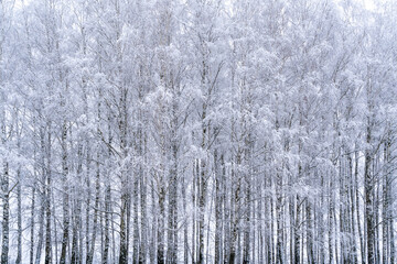 Frozen trees with snow