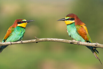 Birds on a branch, beautiful colors