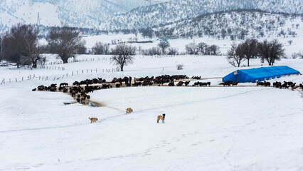 flock of sheep in the snow