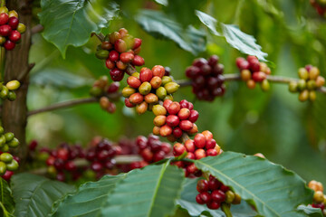 Luxuriant coffee tree with red coffee berries. Using to advertise product based on coffee. Close-up angle