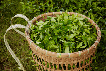 Fototapeta na wymiar The bamboo basket is full of young, fresh green shoots that have just been picked. Mountain agriculture. Background for advertising product contains ingredients from green tea leaves