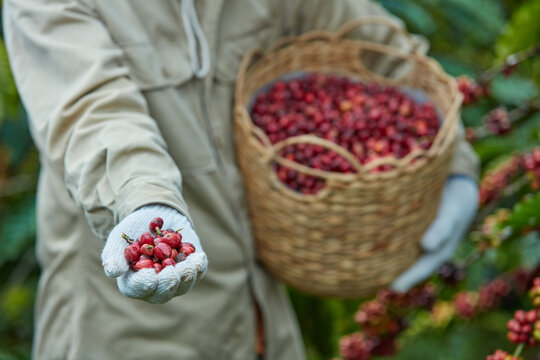 A model holding a bamboo basket of fresh coffee berries in left hand and a handful of coffee berries in right hand