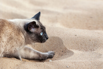 Close up portrait of head of Thai cat outdoors at sand. Copy space