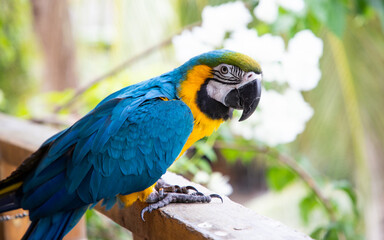 beautiful Blue-and-Yellow Macaw in rainforest