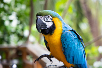 beautiful Blue-and-Yellow Macaw in rainforest
