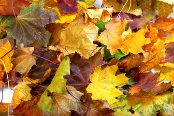 Naklejka na ściany i meble Autumn dry maple leafs background